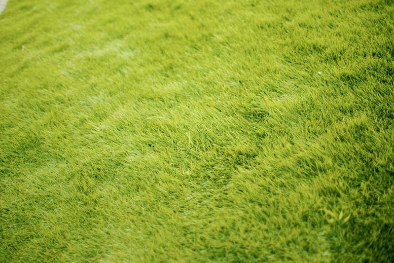 Close-up of hands planting chamomile seeds in rich dark soil, wooden tray and natural light