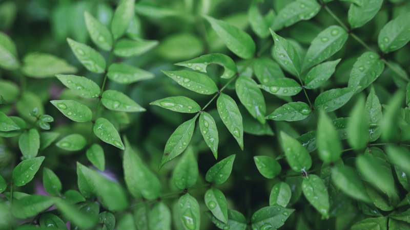 Homepage for Beauty & Skincare Organic and Natural Beauty organic plants